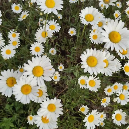 Well-equipped Mobile With Garden In Normandy *