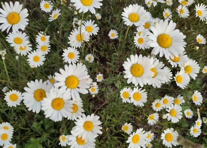 Well-equipped Mobile With Garden In Normandy *